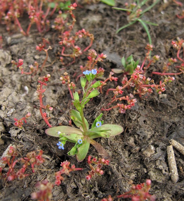 Myosotis sicula